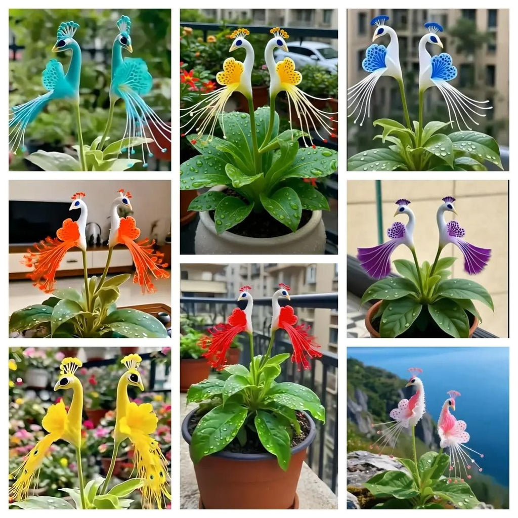 Peacock Flower Seeds
